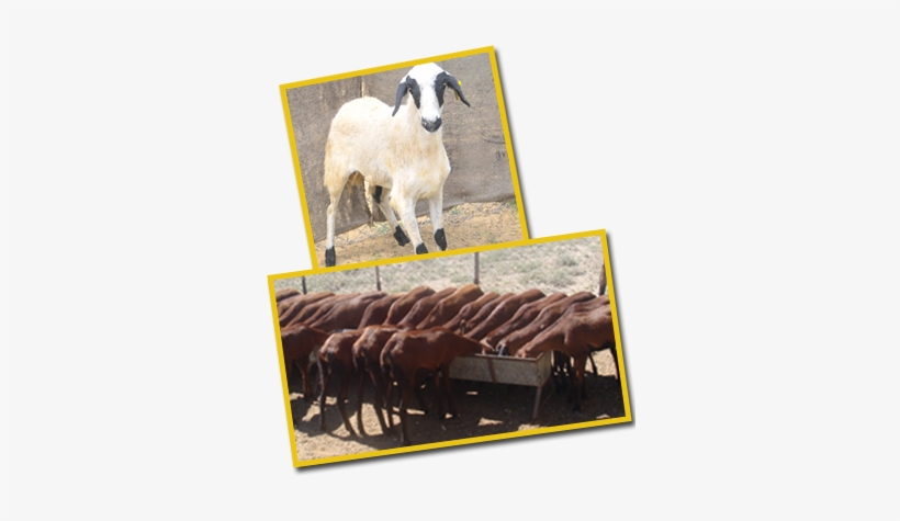 Feeding Lactating Does - Sheep, transparent png download