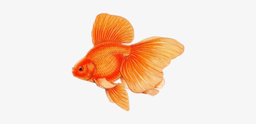 Goldfish With Large Fins Drawing - Peces De Colores En Dibujo, transparent png download