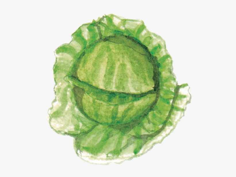 甘藍菜wildcabbage - Watercolor Cabbage Png, transparent png download