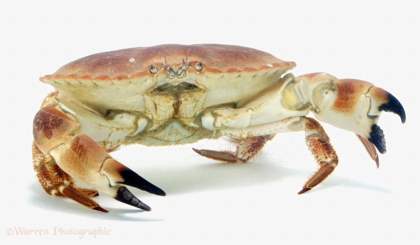 Crab Png Image - Edible Crab, transparent png download