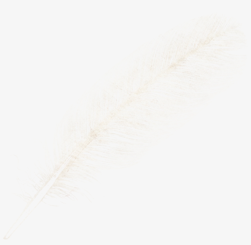 Download - Feather, transparent png download