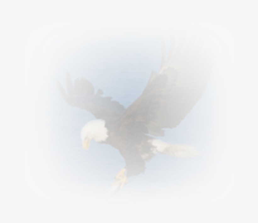 Friday, April 17, 2009 - Bald Eagle, transparent png download