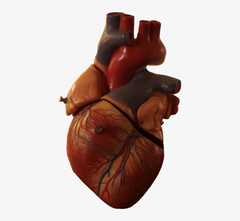Human Heart Model By Tamarar - Human Heart No Background, transparent png download