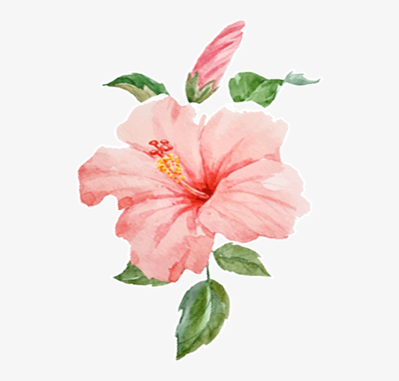 Who - Chinese Hibiscus, transparent png download