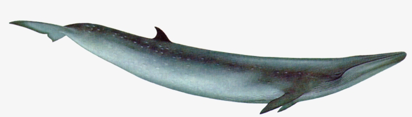 Whale Png - Blue Whale With Transparent Background, transparent png download