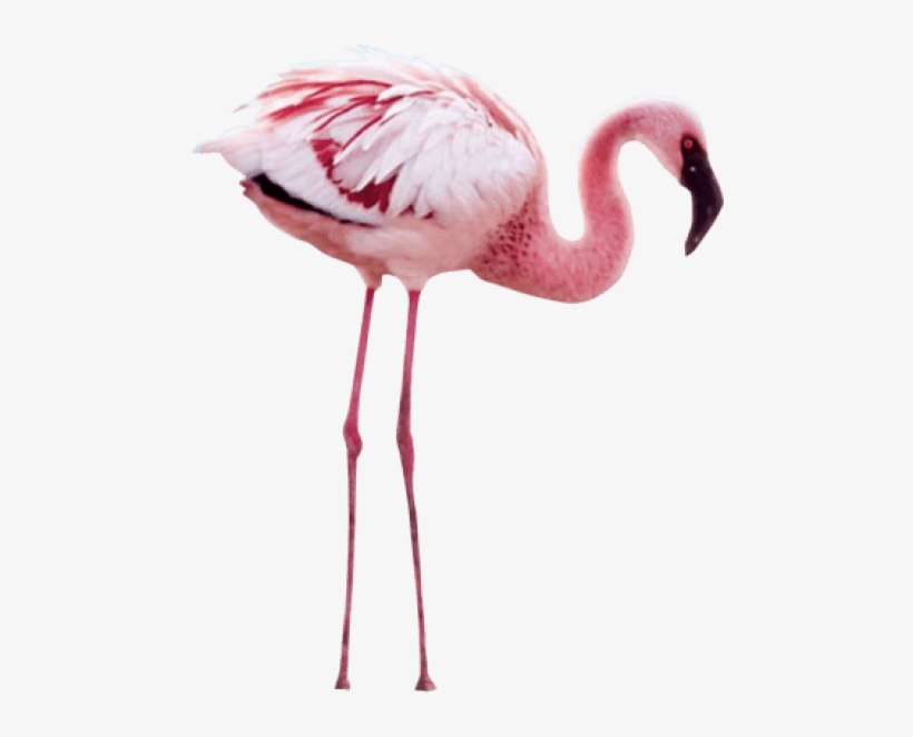 Free Png Flamingo Png Images Transparent - Piazza Dei Miracoli, transparent png download