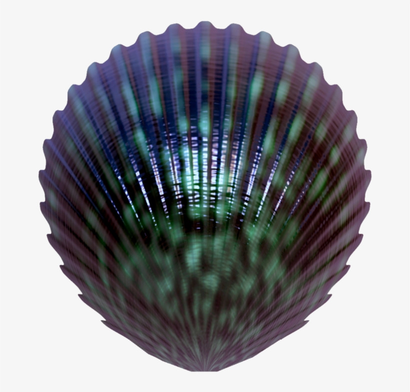 Seashell Png - Portable Network Graphics, transparent png download