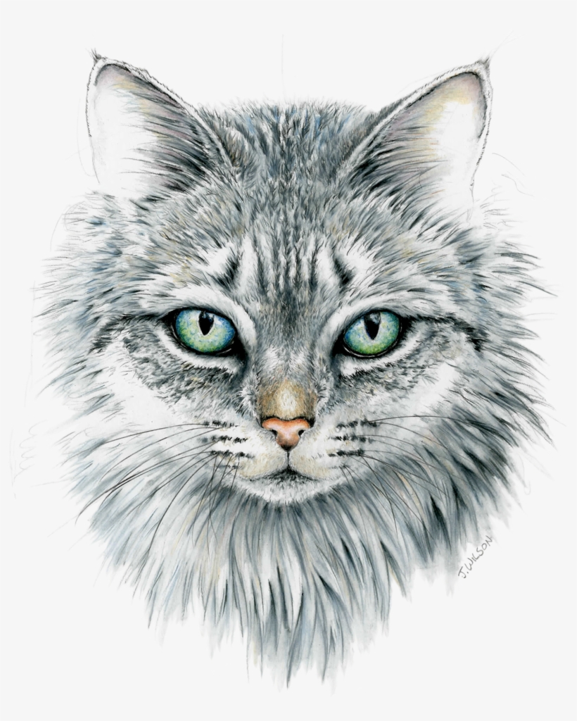 Cat Face 1 V=1533071172 - Cat, transparent png download