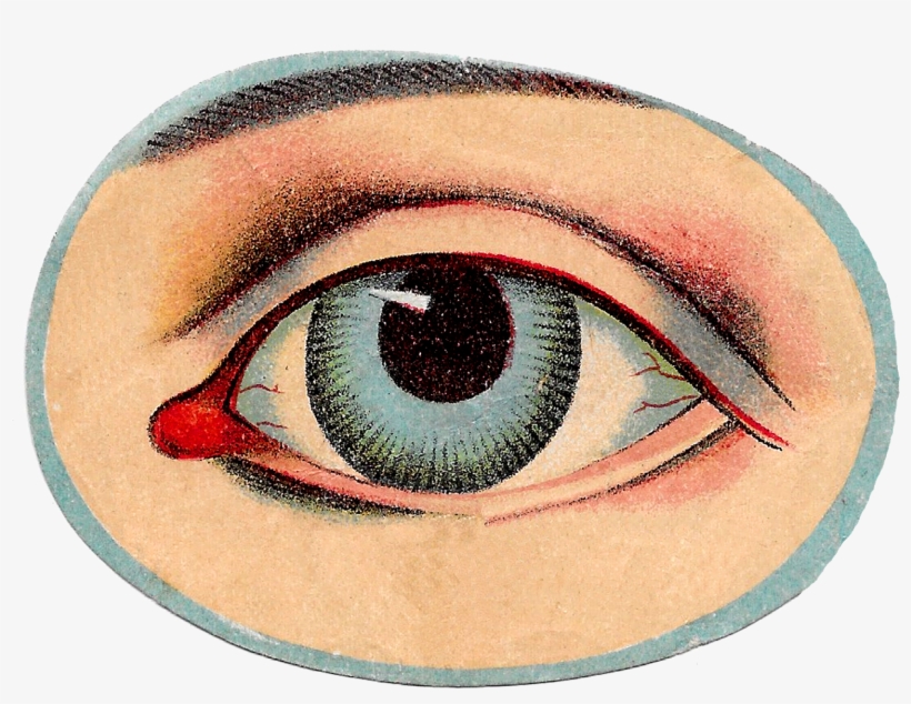 Vintage Human Anatomy Images - Vintage Eye Illustration Png, transparent png download