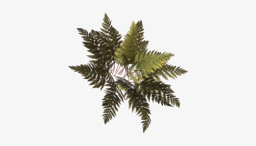 Fern-grand - Pond Pine, transparent png download