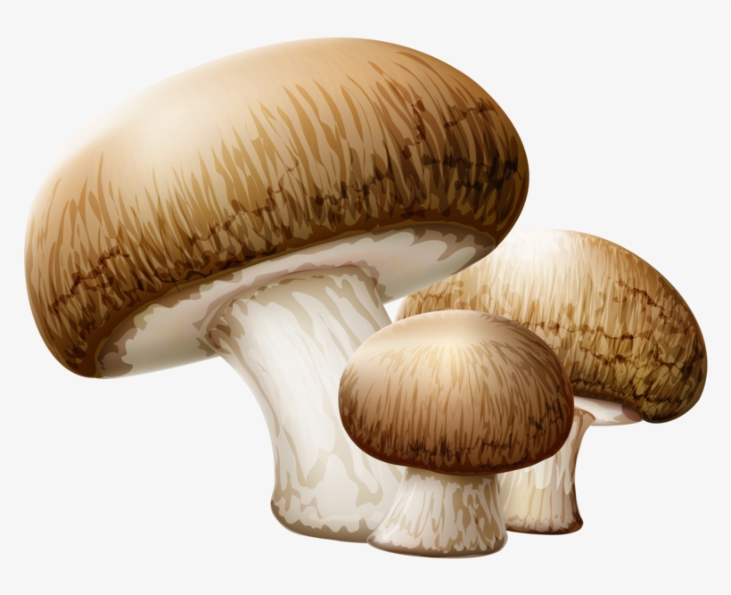 0, - Mushroom Clipart No Background, transparent png download