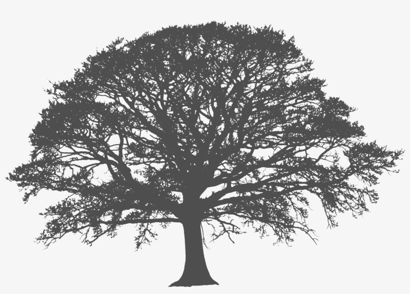 Pridetreecare Arborist Kent Uk - Oak Tree Silhouette Png, transparent png download