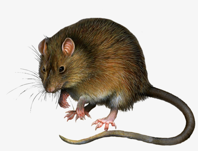 Rat Png Download Image - Rat Png, transparent png download