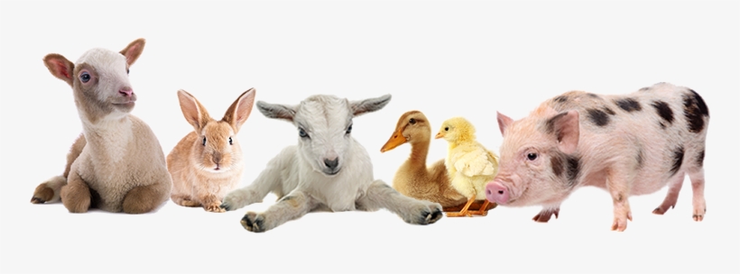 Charmingfare - Petting Zoo Png, transparent png download