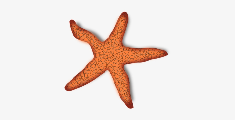 Starfish Marine Creature Life Sea Ocean Tr - Estrellas De Mar Roja, transparent png download