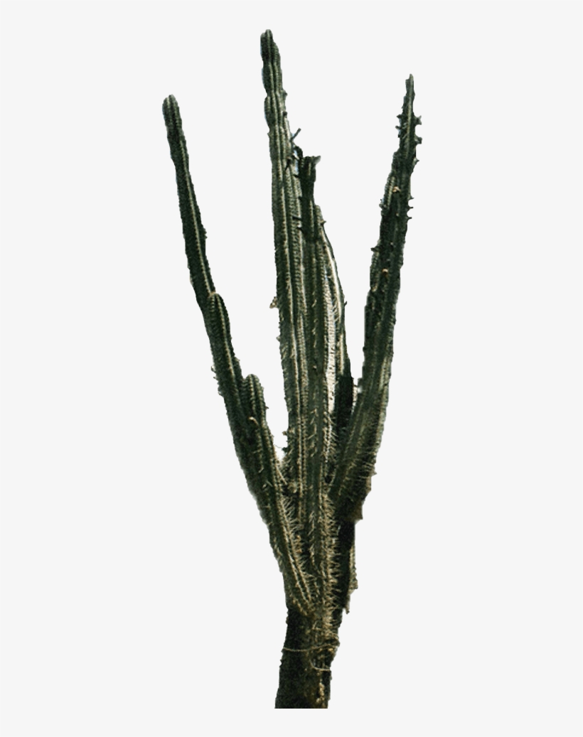 Free Png Cactus Png 2 Png Images Transparent - Cactus Png, transparent png download