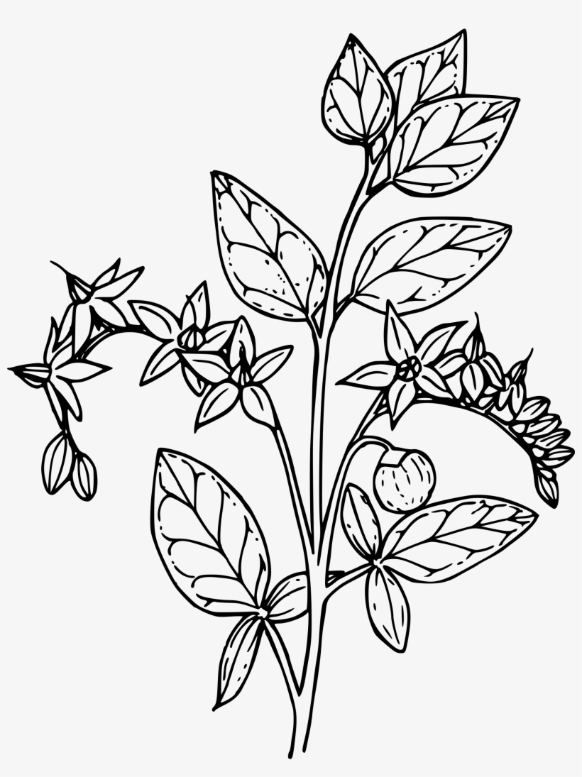 This Free Icons Png Design Of Matrimony Vine, transparent png download