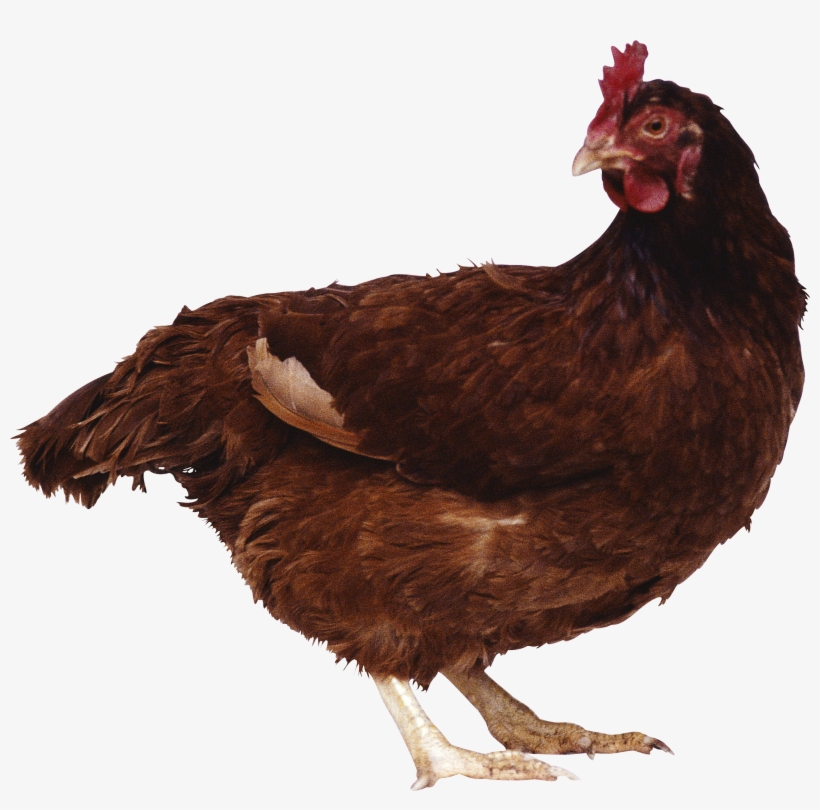 Clip Library Download Chicken Png Image - Biology One: An Interactive Biology Tutorial, transparent png download