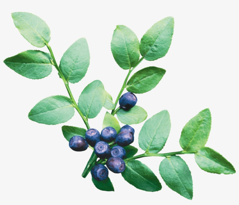 Free Png Blueberry Png Images Transparent - Food Icons, transparent png download
