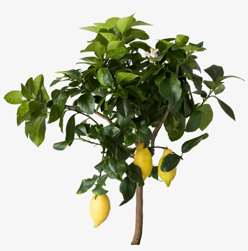 Lemon Tree Png Image - Fruit Plants Png, transparent png download