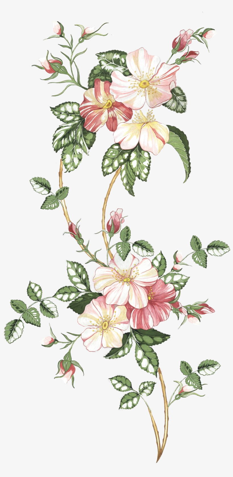 Pin By Sandy Talancha De Portillo On Printables✂ - Vintage Flor Aquarela Png, transparent png download