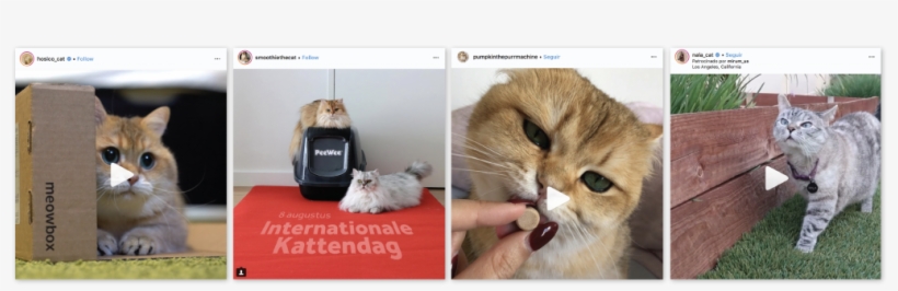 Catfluencers Sponsored Posts Cat Stuff - Cat, transparent png download