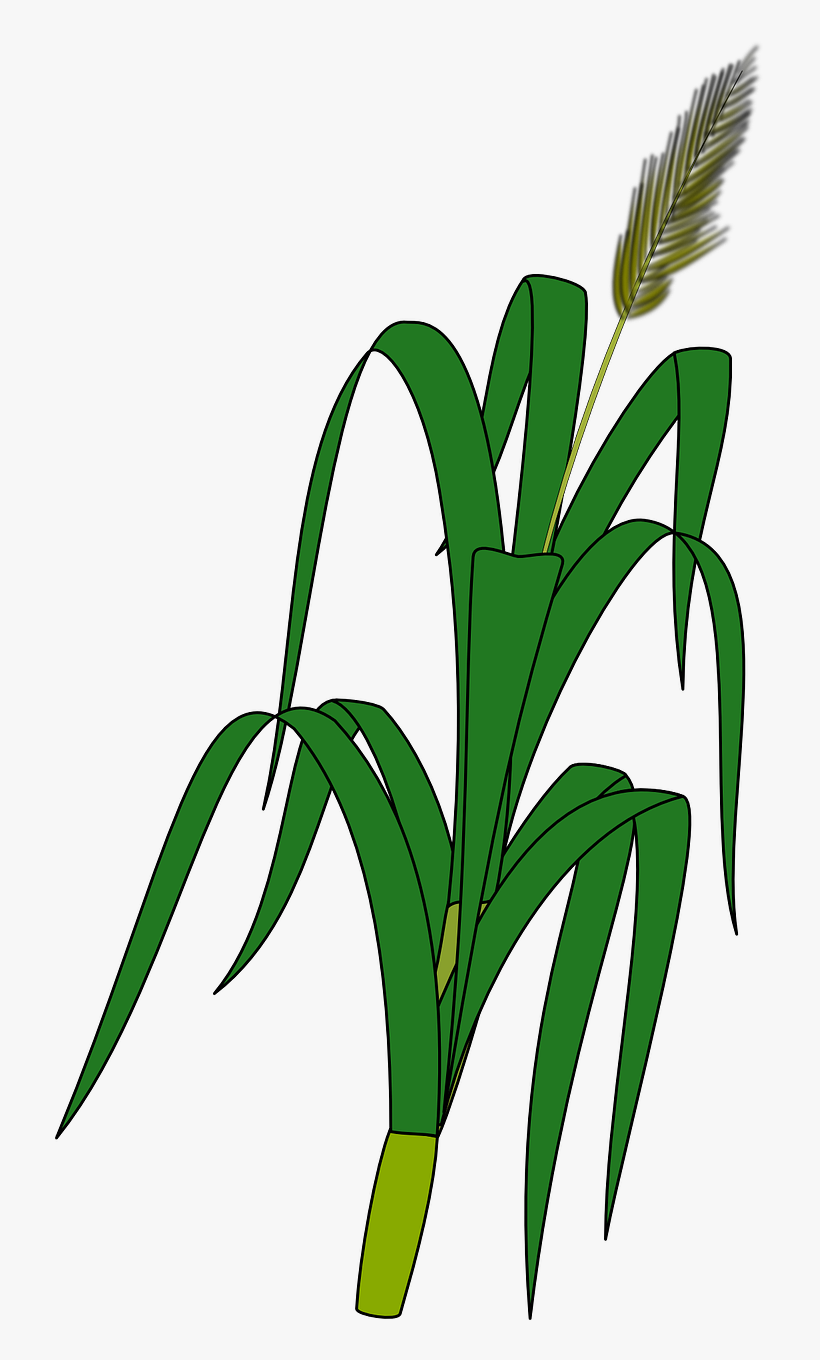 Corn - Wheat Plant For Drawing, transparent png download