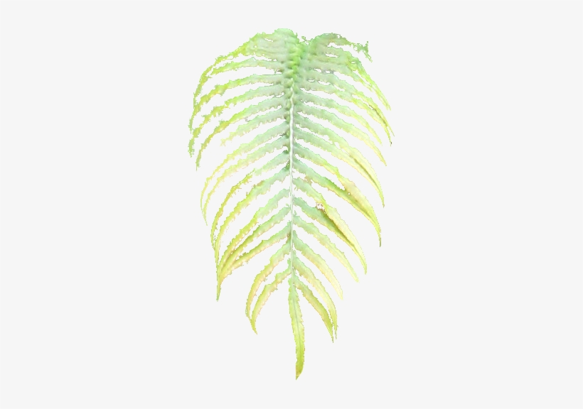 Images/007-fern - Fern, transparent png download