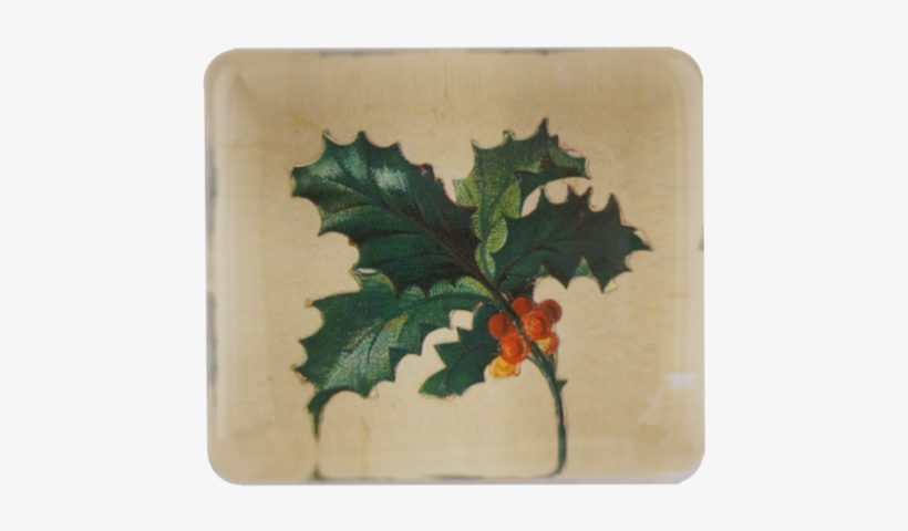 Holly Holly - American Holly, transparent png download