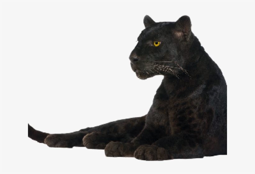 Panther Png, transparent png download