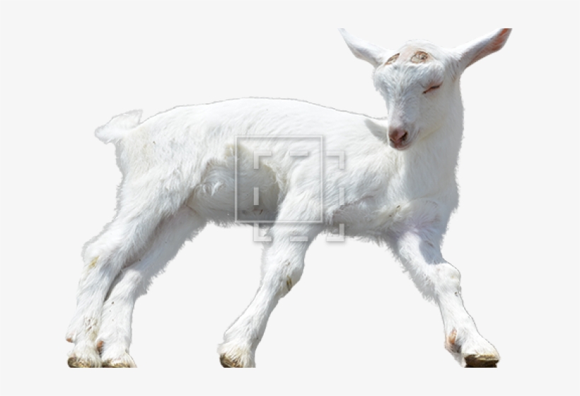 Goat Png Transparent Images - Goat, transparent png download
