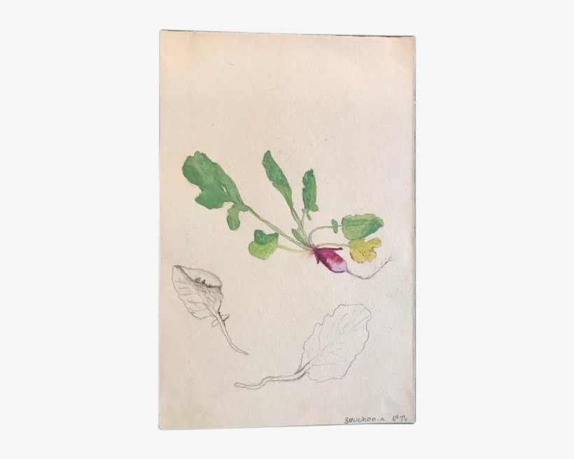 Watercolor - Sketch, transparent png download