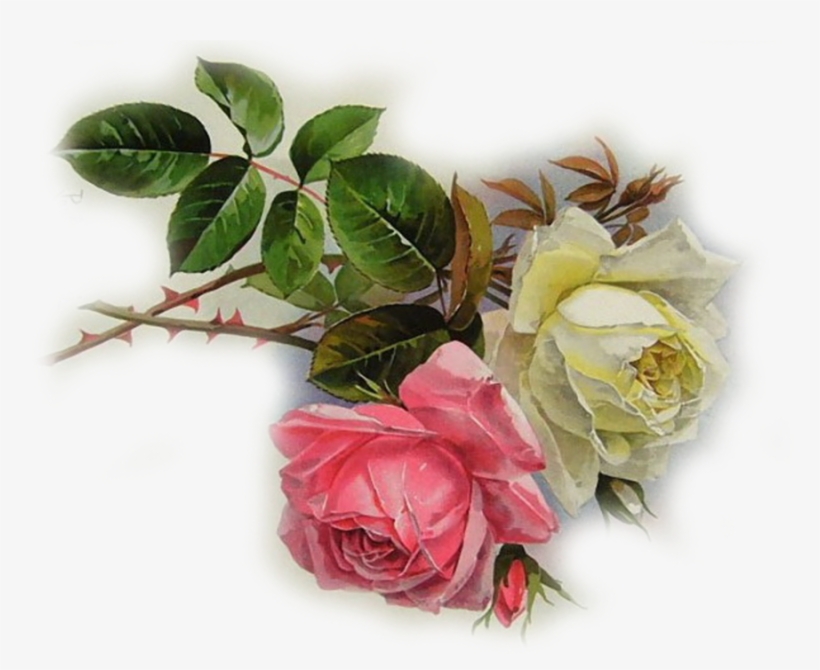 Fotki Clipart Garden Roses Flower - Fotki, transparent png download