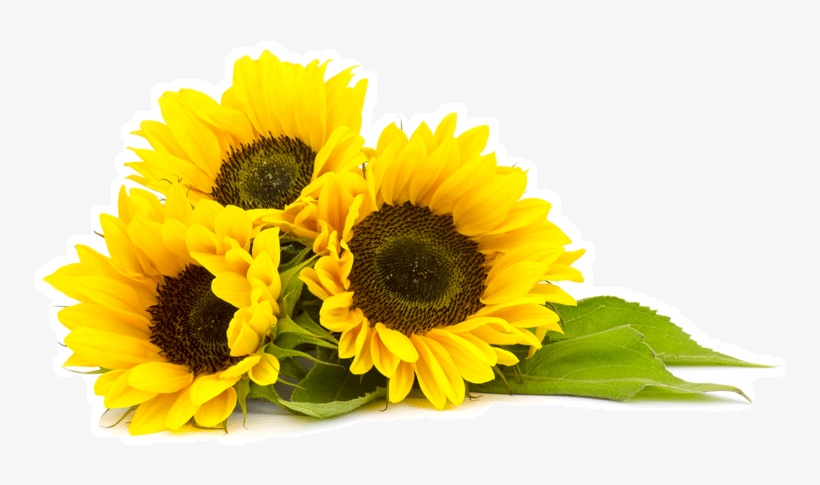 Sunflower Oil, transparent png download