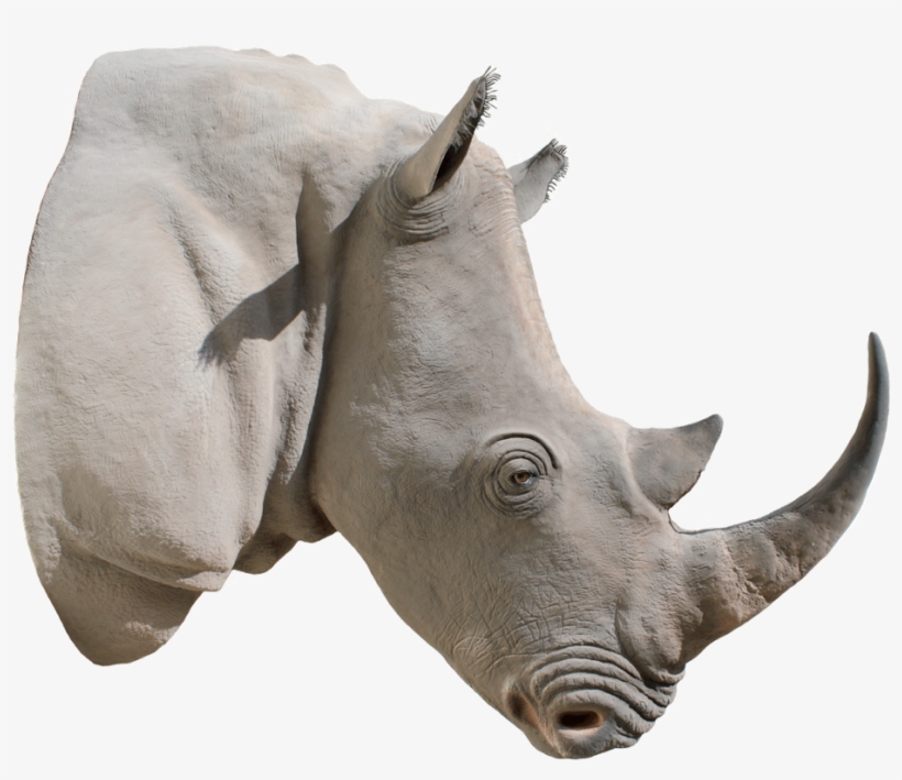 Picture Library Png Images Free Download Rhinoceros - Rhino Horn Png, transparent png download