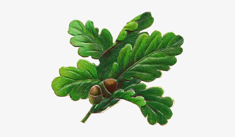 Oak Leaf - Oak Tree Leaf Png, transparent png download