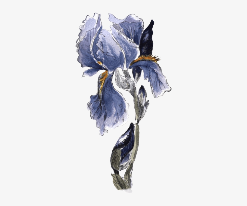 Get Yours Today - Watercolor Painting, transparent png download