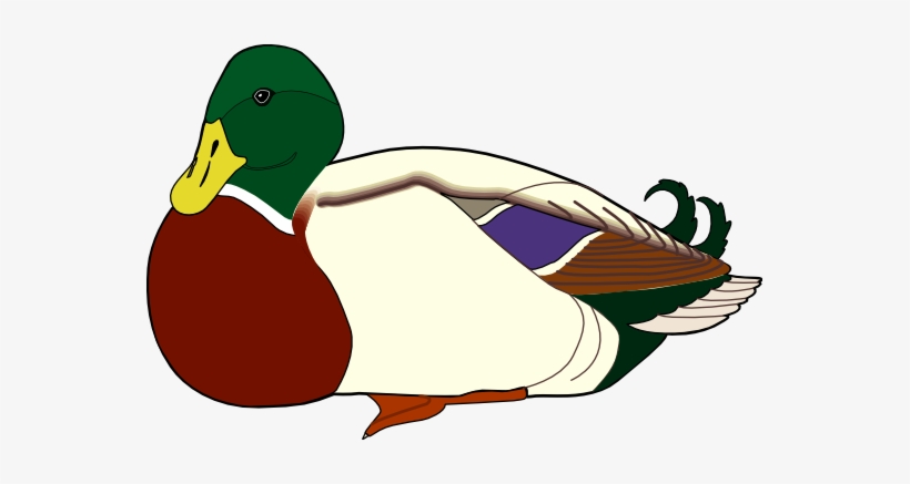 Clip Arts Related To - Farm Duck Clip Art, transparent png download