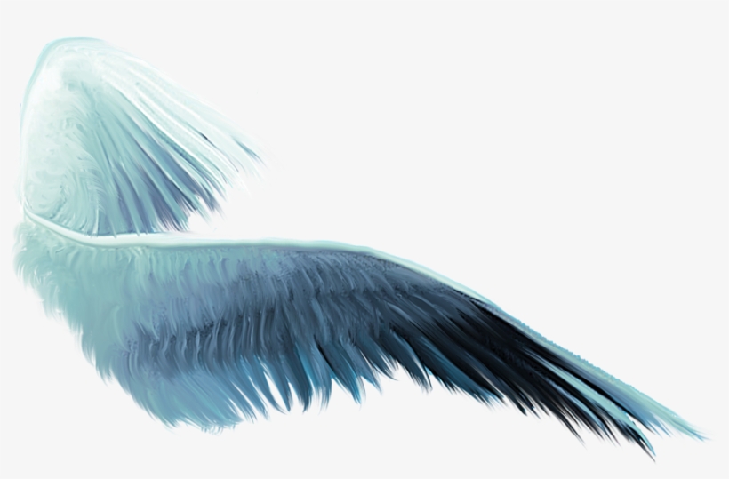 Wing Png Free - White Pelican, transparent png download