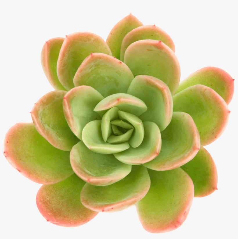 Echeveria 'yamatoren' Succulents - Stonecrop Png, transparent png download