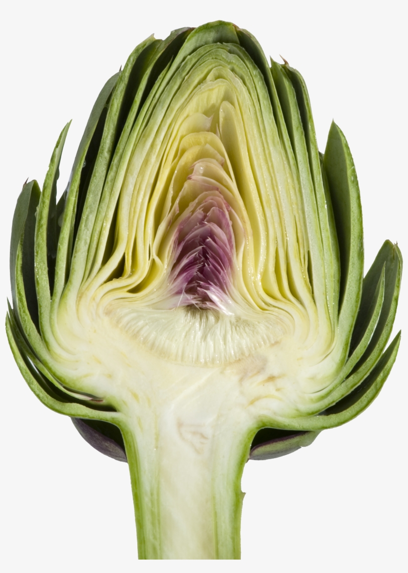 Become An Expert Of Artichoke Anatomy Which Consists - Artichoke Png, transparent png download