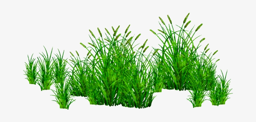 Picsart Grass Png - Plants Png, transparent png download