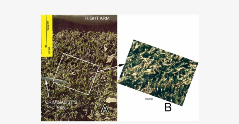 Scene Images Of The Area Of Grass Bloodstain G - Cash Crop, transparent png download