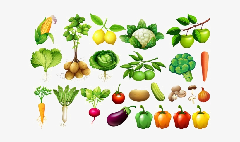vegetable png background image transparent background vegetables png png image transparent png free download on seekpng transparent background vegetables png