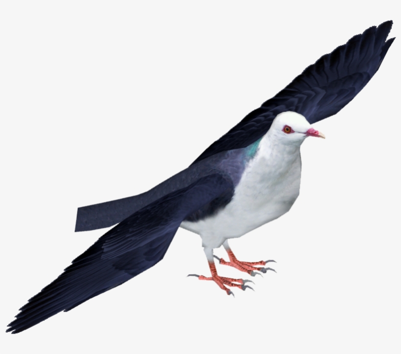 White-headed Pigeon - Pigeons And Doves, transparent png download