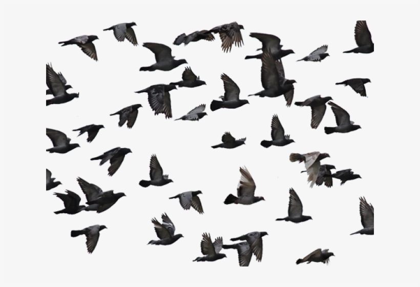 Bird, transparent png download