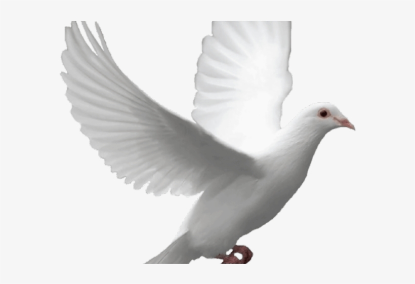 Transparent Background Doves Transparent, transparent png download