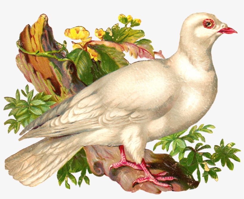 What A Beautiful Pigeon This Is A Stunning Piece Of - Victorian Religious Easter Collage Sheet, transparent png download