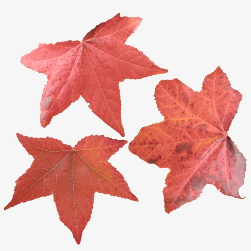 Maple Leaf Png Picture - Maple Leaves Png, transparent png download