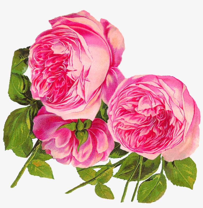 Svg Transpa Library Antique Images Digital Botanical - Flower Pink Roses Clip Art, transparent png download